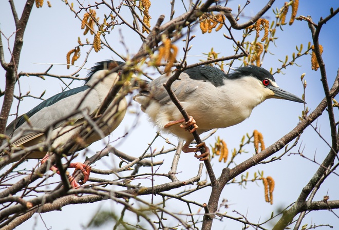 black-crowned night heron, Lincoln Park Zoo, Chicago, Nycticorax nycticorax