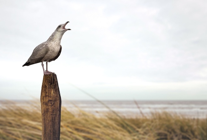 Seagull, Sand, Bird, Beach, Stake