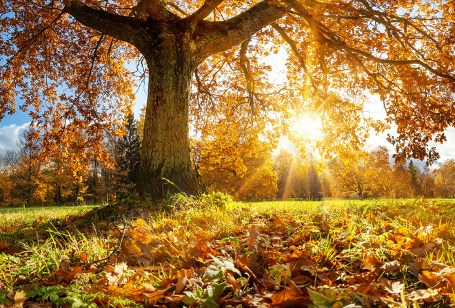 autumn, sun, nature, tree, leaves