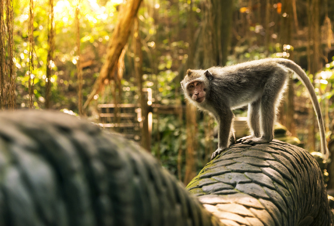 crab-eating macaque, Ubud Monkey Forest, Bali, Indonesia