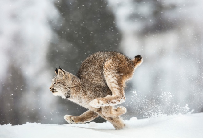 Wildlife, Canada, lynx