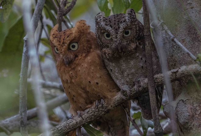 Sokoke scops owl, forest, Kenya