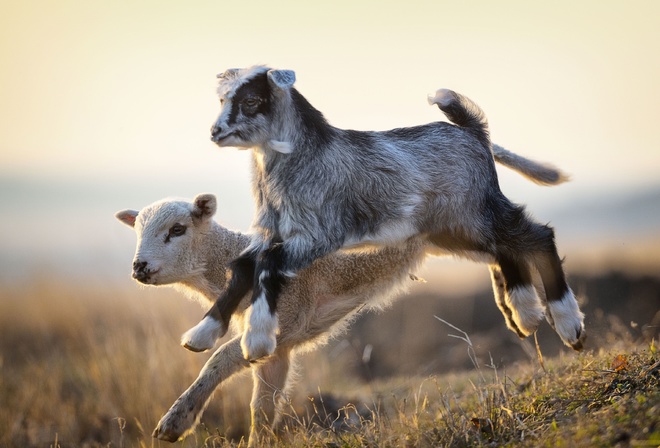 goat kids, jumping, Livestock