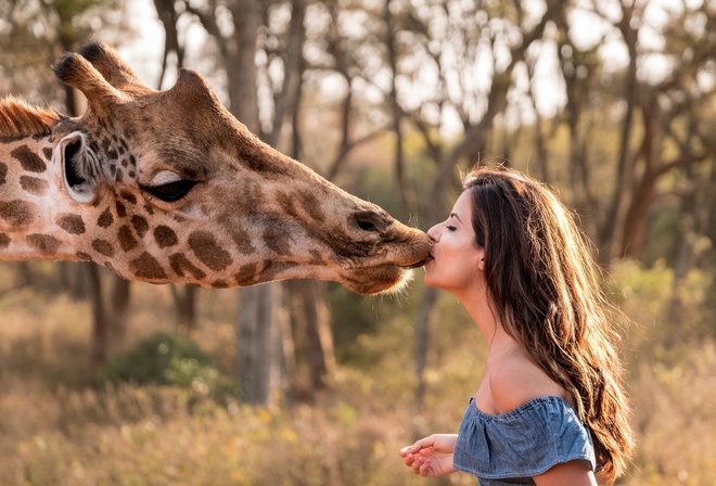 Giraffe, Nairobi, Kenya, Rothschilds giraffe