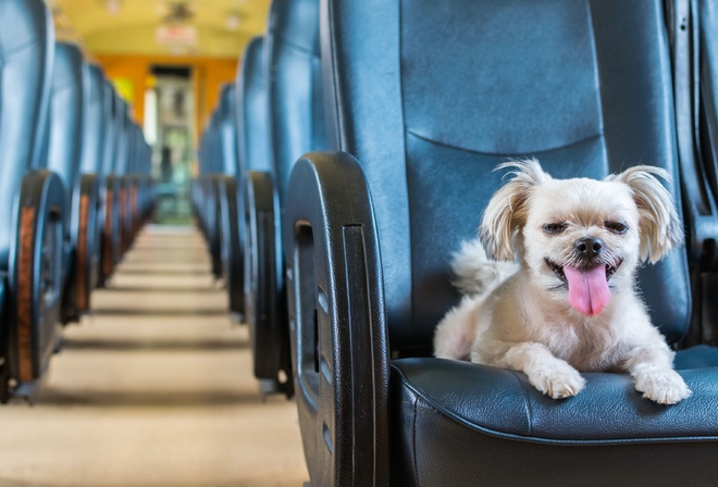 travelling, furry friends, train, dog