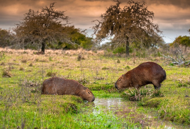 Capybaras, Ibera National Park, Argentina