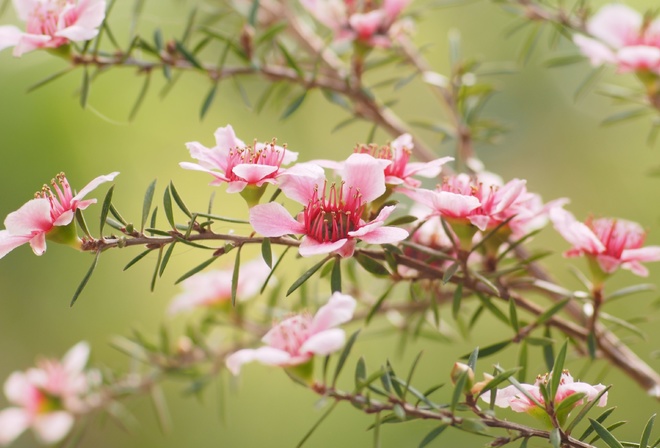 Leptospermum, aromatic evergreen shrubs, spring