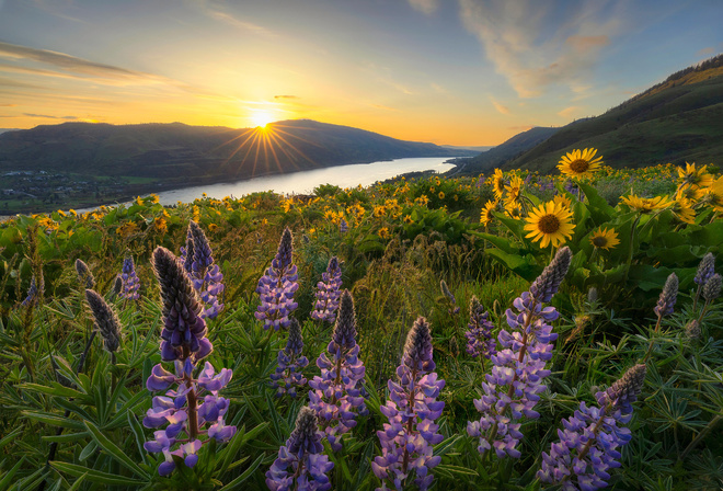 природа, краєвид, гори, США, польові квіти, люпин, схід сонця, промені сонця, Erwin Buske