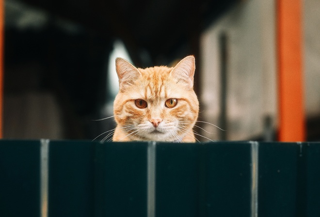 animal, cat, yellow, yellow cat