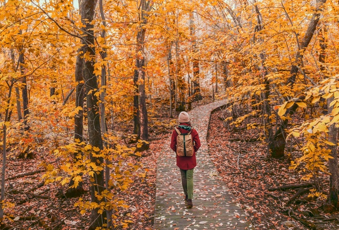 Nature, Park, Autumn