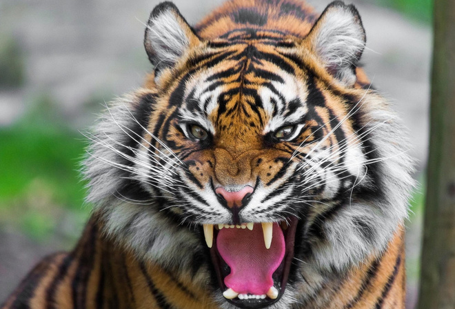 tiger, teeth, roar, big cat, wiskers