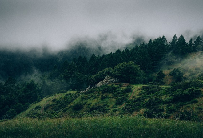 Forest, Fog, Mountain, Green, Rocks, Pines