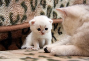 белые котенок, кошка, леопардовая мебель