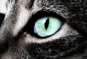 ������ ����, ����� ���, ������