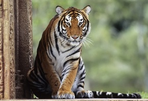 важный взгляд, полосатый красавец, тигр