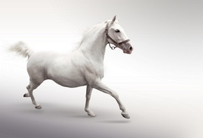 грациозная лошадь, белая красавица, пушистый хвост