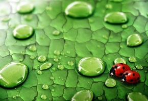 ����� �������, �����, ������