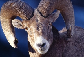 дикая овца, красивые рога, рыжие глаза