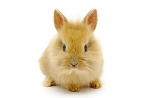 декоративный кролик, бежевого окраса, пушистый