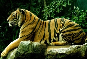 грозное животное, тигр, рыжий красавец