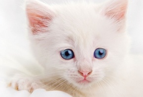 белый котенок, голубые глаза