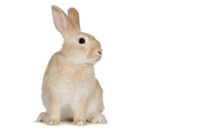 ������, �������� ������, ������ ������