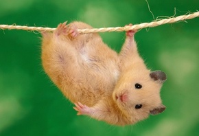 �������, ����� �� ���������, � ���������� ���������