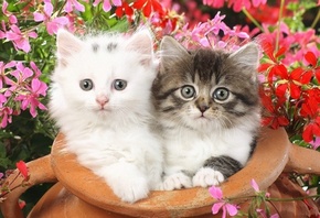 цветы, котята из кувшина, белый и серый