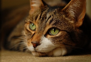 мысли о жизни, кот, зеленые глаза