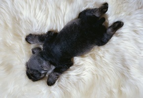 обои черненький щенок, короткая шерсть, светлая подстилка черненький щенок, короткая шерсть, светлая подстилка