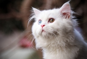 белая кошечка, разноцветные глаза, длинные усики