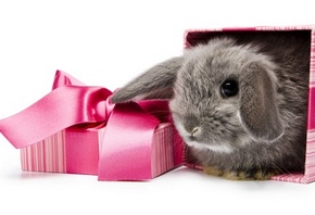 кролик, серый, пушистый, в подарочной упаковке