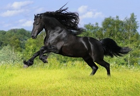 грациозная лошадь, черного окраса, длинная грива