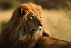 царь, важный лев, шикарная грива