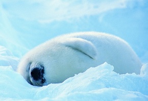 полярный житель, в белоснежной шубке, на снегу