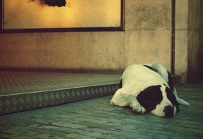 пес, черно белого окраса, спит на полу