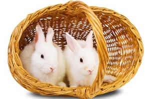 корзинка, белые кролики, пара
