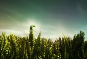 �������, ������� ����, �������