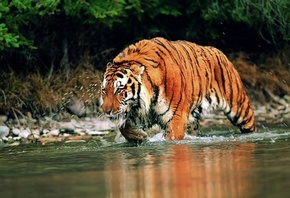 ������ ����, �����