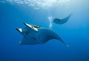 �����, �����, �����