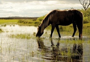 ������, �������, �����