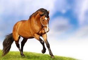 �����, ���, ������, ��������