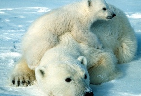 белые медведи, полярный полюс, малыш, медвежонок, медведица