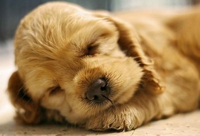 ����� �����, ������� ���