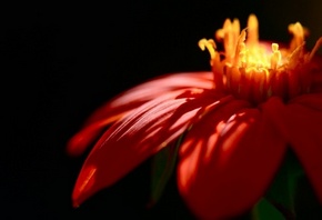 �����-������� ����������, ������� ��������, �������