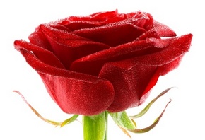 ������� �������, ������� ����, ����