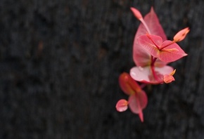 ����������, �������� ������, ������ ����