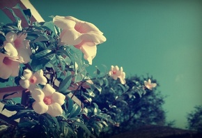 ����������, �������� ����, ����� ������