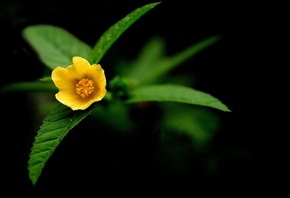 ������ ��������, ������ ������� ������