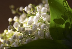 ландыши, белые цветы, весна